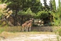 Reticulated Somali Giraffes Cuddling and Resting in the Shade in Sigean Wildlife Safari Park in France