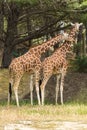 Reticulated Somali Giraffes Cuddling and Resting in the Shade in Sigean Wildlife Safari Park in France