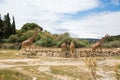 Reticulated Somali Giraffes Walking and Grazing in Sigean Wildlife Safari Park on a Sunny Spring Day in France