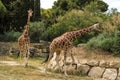 Reticulated Somali Giraffes Walking in Sigean Wildlife Safari Park on a Sunny Spring Day in France