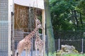 Reticulated Somali giraffes in the zoo