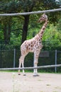 Reticulated Somali giraffes in the zoo