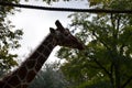 Reticulated Somali giraffes in the zoo