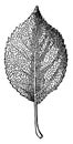 Reticulated Vein Leaf vintage illustration