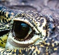 Retile eyes, close up Royalty Free Stock Photo