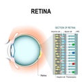 Retinal cells: rod and cone cells Royalty Free Stock Photo