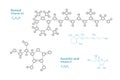 Retinol, Vitamin A1. Ascorbic Acid, Vitamin C, Ascorbate. The Structural Formula of a Chemical Compound