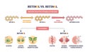 Retinol vs Retinal comparison shows the path to active vitamin ... Royalty Free Stock Photo