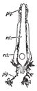 Retinula, vintage illustration