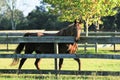 Retired Dressage Horse Pacing Fence