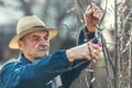 A retired farmer pruns the branches of a fruit tree in the garden Royalty Free Stock Photo