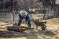 A retired gardener collects the roots of an old fruit tree after digging it out of the ground