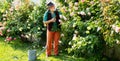 Retired gardener senior portrait, spring banner. Senior old man in garden cutting roses flowers. Gardener grandfather Royalty Free Stock Photo