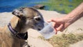 Retired greyhound dog drinking water