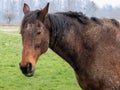 Old horse out to pasture Royalty Free Stock Photo