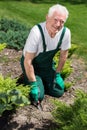 Retired man cultivating the garden Royalty Free Stock Photo