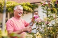 Retired Man At Work Pruning Roses On Trellis Arch In Garden At Home Royalty Free Stock Photo