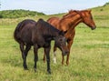 Retired Racehorses in a Field of Green Royalty Free Stock Photo