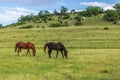 Retired Racehorses in Wide Open Spaces Royalty Free Stock Photo