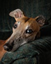 Retired Racing Greyhound