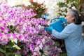 Retired senior woman enjoying watering her blooming orchids in the garden.