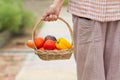 Retired senior woman holding fresh vegetable and fruit in basket that harvest from her gardening. Royalty Free Stock Photo