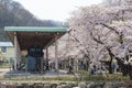 The retired snow remover train and Cherry blossoms in Japan
