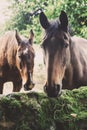 Retired thoroughbred stud horse portrait Royalty Free Stock Photo