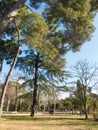 The Retiro Park in Madrid. The Buen Retiro Park is a historic ga