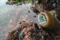 Retracted sea anemone