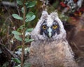 Retrato de un pichÃÂ³n de Stygian Owl Asio stygius