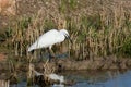 Retrato natural de un primer plano de garceta blanca ardea alba en el parque natural de la Albufera, Valencia, EspaÃÂ±a.