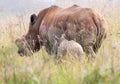 Retreating Rhinos