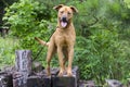 Retreiver Vizsla hound mixed breed dog Royalty Free Stock Photo