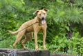 Retreiver Vizsla hound mixed breed dog Royalty Free Stock Photo