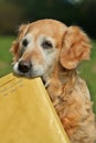 Retriever assistant of mailman Royalty Free Stock Photo