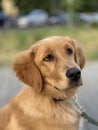 Retriever dog contemptuously looks at the person Royalty Free Stock Photo