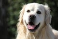 Retriever dog landscape close up