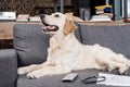 Retriever dog lying on sofa with tv remote control, newspaper and eyeglasses Royalty Free Stock Photo