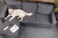 Retriever dog lying on sofa with tv remote control, newspaper and eyeglasses Royalty Free Stock Photo