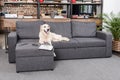 Retriever dog lying on sofa with tv remote control, newspaper and eyeglasses Royalty Free Stock Photo