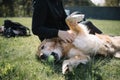 Retriever dog playing with ball while lying on ground Royalty Free Stock Photo