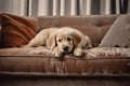 Retriever dog puppy lying on sofa, portrait of cut pet waiting on couch, generative AI