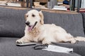 Retriever dog relaxing on sofa with tv remote control, newspaper and eyeglasses Royalty Free Stock Photo