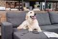 Retriever dog relaxing on sofa with tv remote control, newspaper and eyeglasses Royalty Free Stock Photo