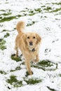 Retriever dog on walk in winter day