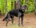 Retriever Dutch Shepherd mixed breed dog