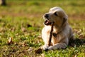 Retriever gnawing stick on lawn Royalty Free Stock Photo