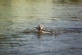 Retriever labrador swimming in river and catching a branch
