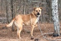 Red Retriever Black Mouth Cur mixed breed dog outside on leash